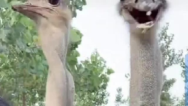 鸵鸟的胳肢窝没有毛