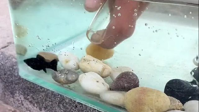 鱼说：我谢谢你！麻烦调个鱼头。