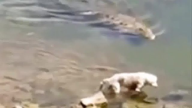 鳄鱼捕杀河边觅食的狗
