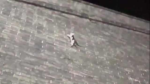 在城墙上跑酷的哈基咪