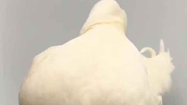 大鹅不入爱河 铁锅里应外合