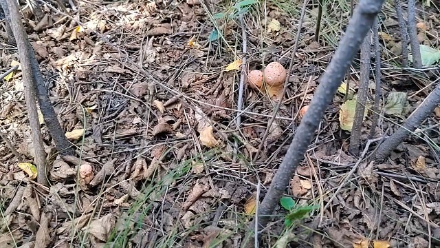 12号下午上山捡蘑菇