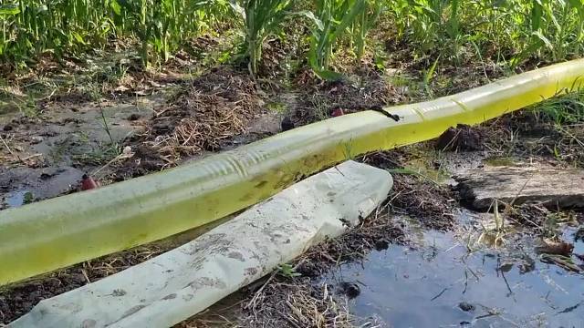 如果鱼被玉米吸收了 会不会长出鱼米