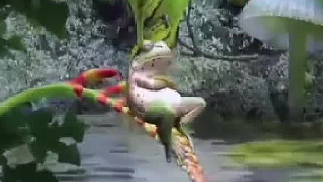 在叶子上小憩的青蛙……这是蛙生二周目吧？