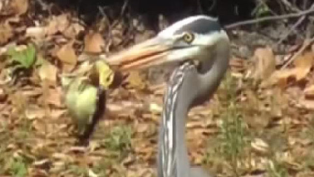 大胆！二级保护动物灰鹭吃的是一级保护动中华秋沙鸭