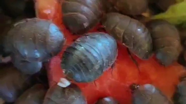 我是养殖土鳖虫的