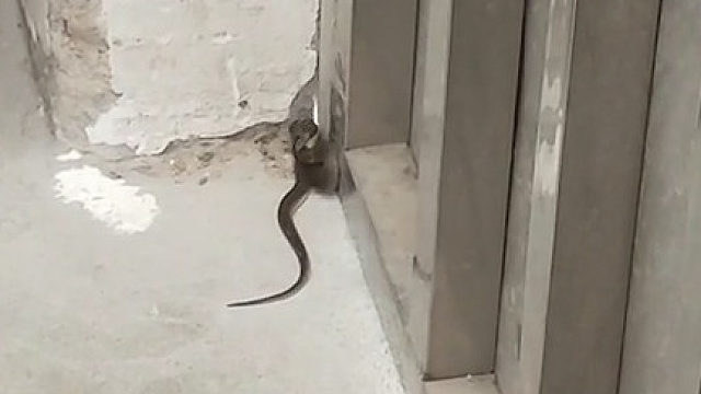 仓库进幼儿BB蛇了 这个是什么蛇