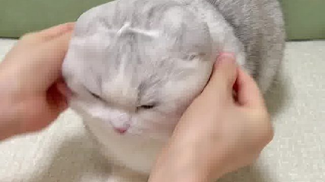 同样是猫，这差距咋就这么大呢