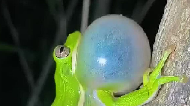 以防你没听过青蛙不同的叫声