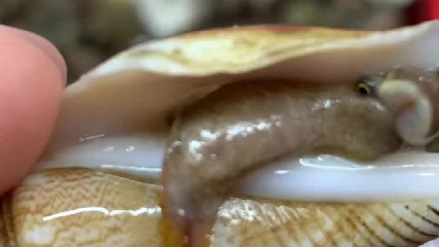 活捉一只会嘟嘟嘴的海螺