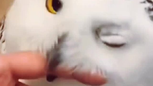 猫头鹰：我的主人是哈利波特！只有他能摸，你们都不能！不然我咬你