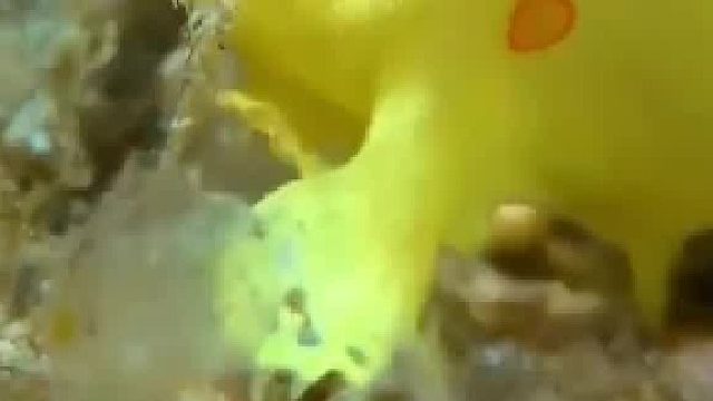 这是水中皮卡丘吗？居然还会走路？