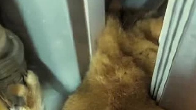 九条命被我干掉5条……