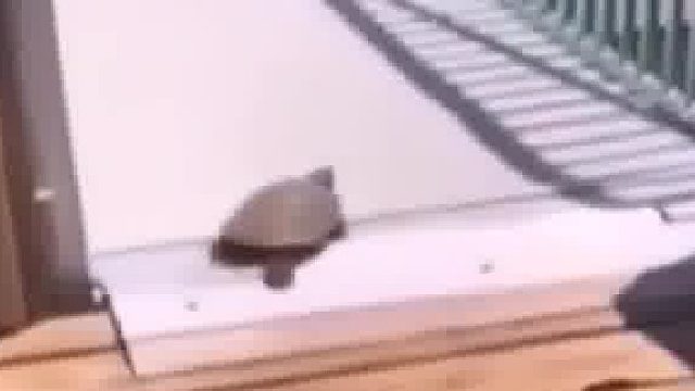 慢吞吞的乌龟走在滚烫的钢板，被烫得立马跑了起来了