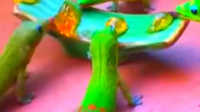 马达加斯加岛日行守宫舔蜂蜜和橘子，感觉一个橘子可以享用一生。