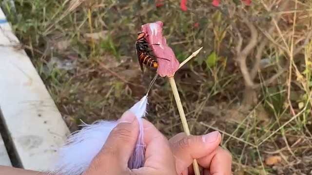 为了一块肉，这只马蜂把自已家的位置出卖了……