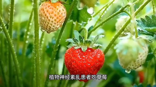植物神经紊乱吃什么好
