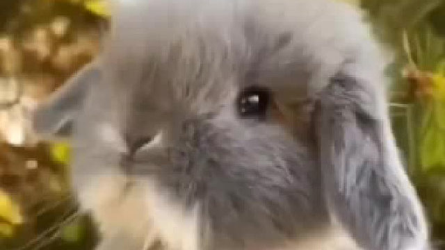 网友送异地女友一只小兔子，结果小姐姐越养越emo