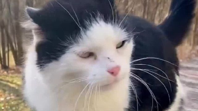 和人类唠嗑了10年，这只话痨猫猫终于有家了