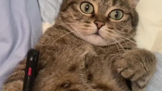 被一只小猫咪没收手机 这感觉谁懂啊