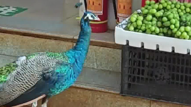 这不是动物园 这是校园。学妹现场播报“孔雀学长”又来进食了，这次它选择的是“阳光玫瑰”