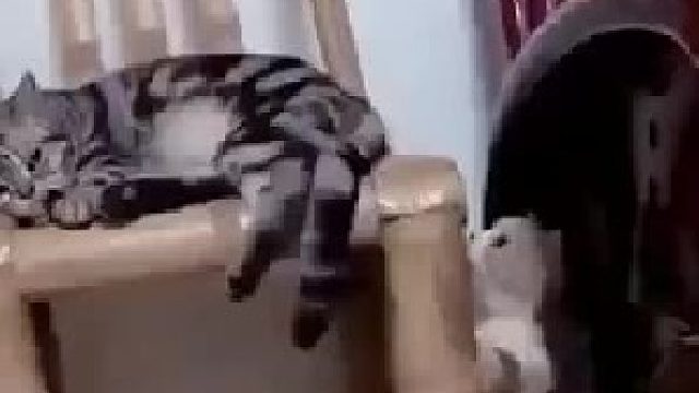 好贱的猫咪！！