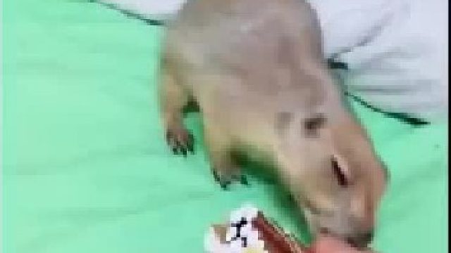 你看看，你这干的叫人事吗？