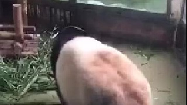 突然想养熊猫，好逗啊！