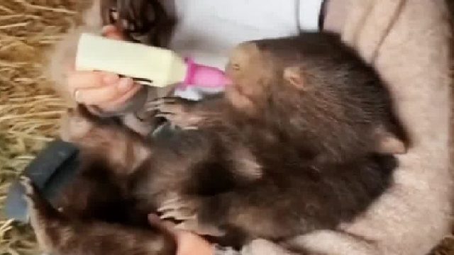 袋熊妈妈车祸丧生却意外发现腹中有宝宝尚存，善良小姐姐收留了她