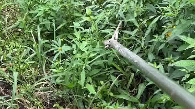 这条过山峰越来越嚣张了，大白天都敢跑过来吃我的小青蛙