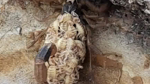 第一次见到蝎子是这样带孩子的，万物皆有灵“可怜天下父母心”