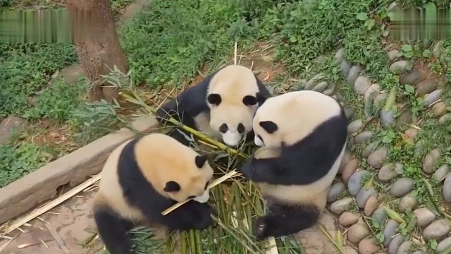 给奶就是妈的滚滚团子们