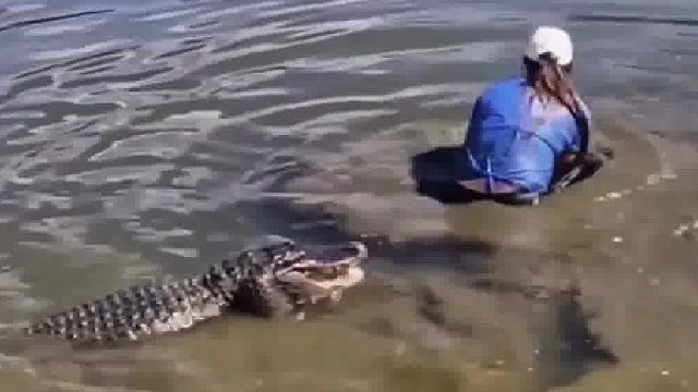 看到女子跳下水殴打鳄鱼，另一条鳄鱼懵逼了