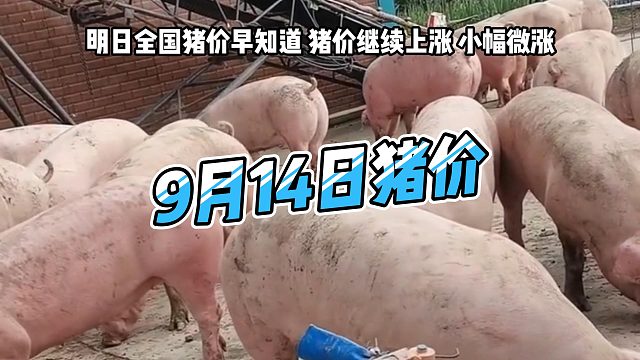 明日9月14日全国猪价早知道！明日猪价继续上涨 生猪价格小幅微涨#猪价行情 #明日猪价 #养猪