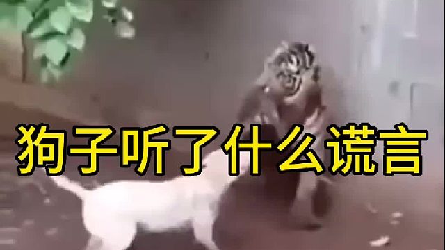 被谎言所欺骗的狗子