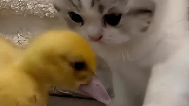 当小鸭子把小猫的爪子当食物时