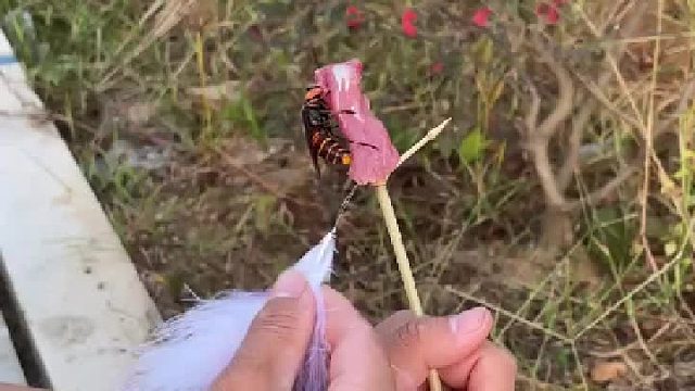 蜂：不好，我被跟踪了