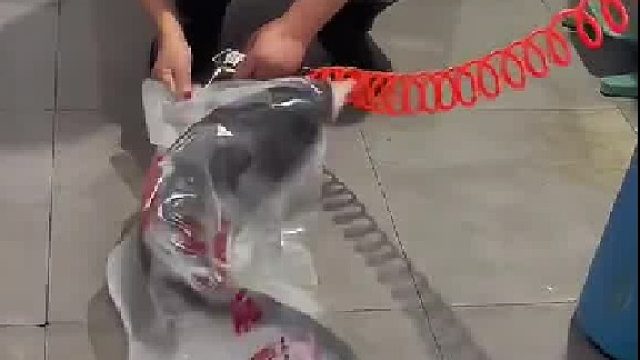 活鱼是这样打包的