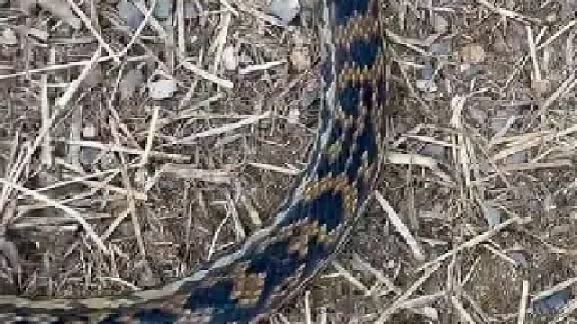 鸡：我已入肚，感觉呼吸有点困难。请求鸡援