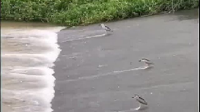 看鸟儿排队等待逆流而上的鱼