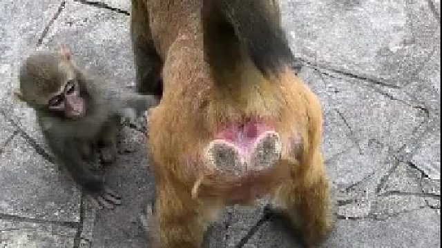 没听过猴子屁股摸不得吗