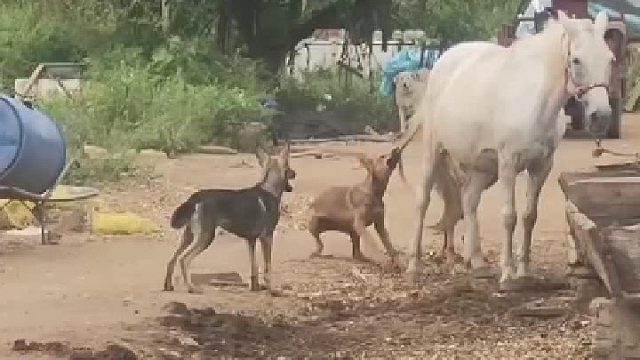 明明黄狗在咬，倒霉的却是黑狗