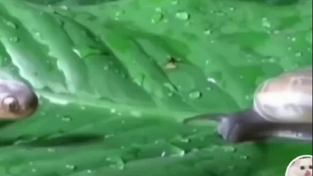 蛇不会感染寄生虫吗