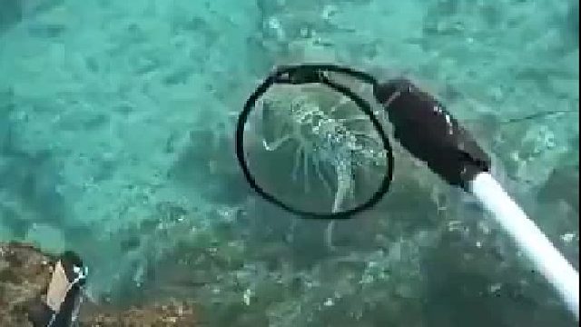 虾：你个老六抄我后路！