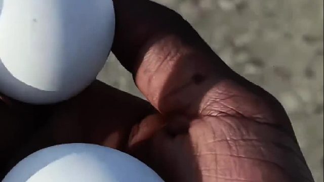 没想到鸽子真把它当做自己下的蛋了