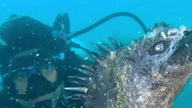 海底“哥斯拉”海鬣蜥 冷知识：这玩意儿是食草动物