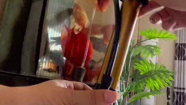 鱼：怎么一股子车轮油花子味儿