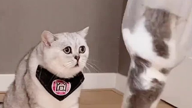 进去俩小时了还不出来，旁边大猫都急死了