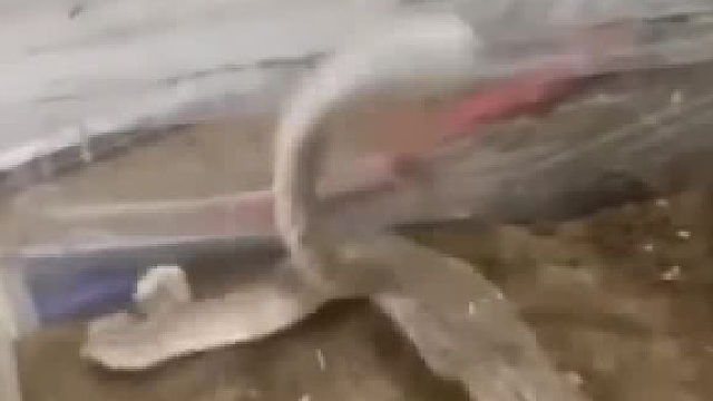 蛇：别晃了我头晕