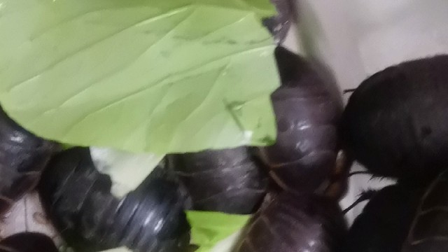 来吧一起养殖土鳖虫